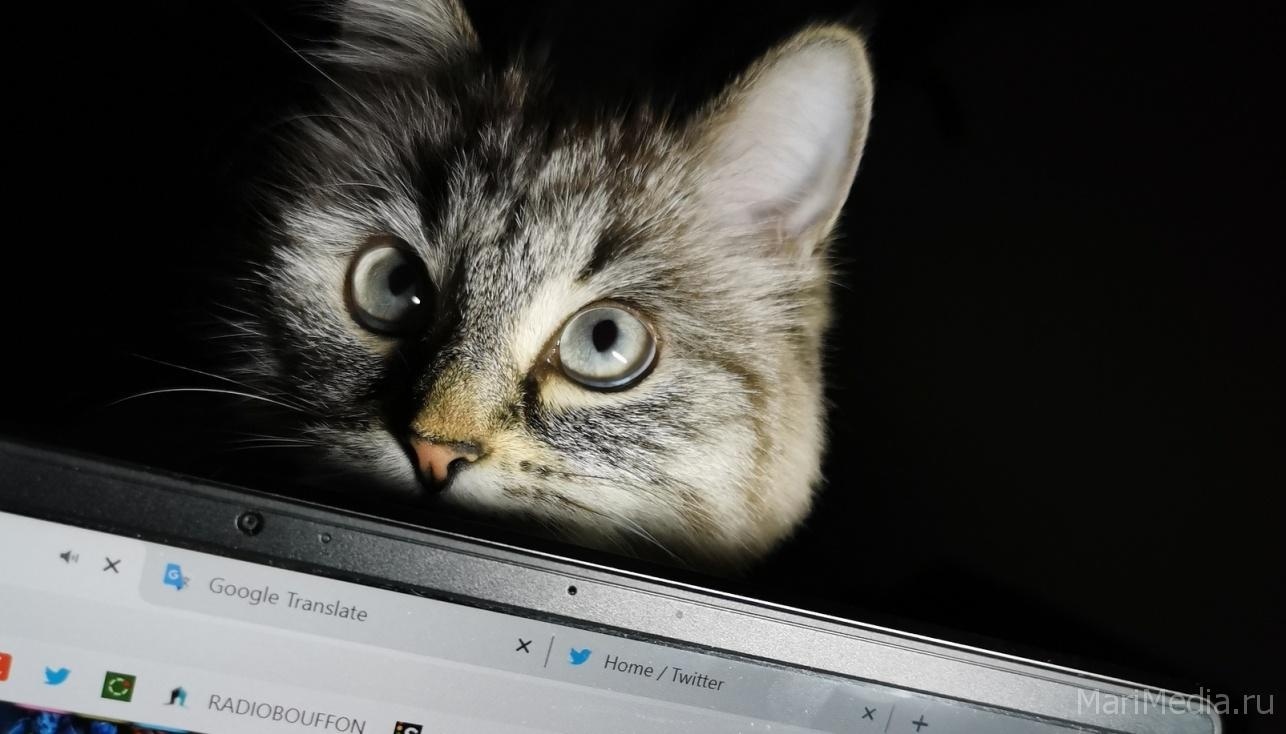 В Йошкар-Оле кошка спасла хозяев от пожара