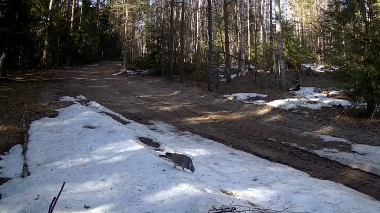 В марийском заповеднике по весне стонет вяхирь 