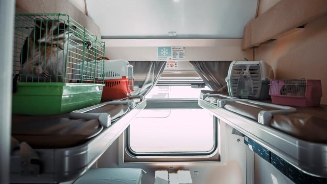 В багажных вагонах по ГЖД путешествуют декоративные моллюски, еноты, собаки и кошки