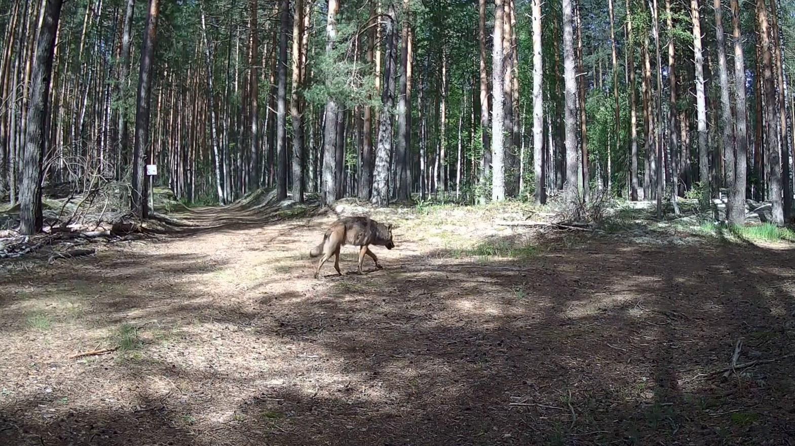 Фотоловушки в марийском лесу засекли ночного хищника днём: что бы это значило