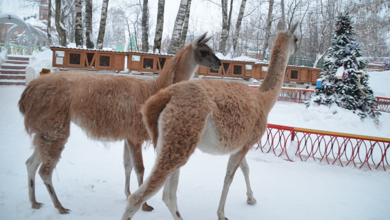 В зоопарке «Чудо-остров» изменился режим работы