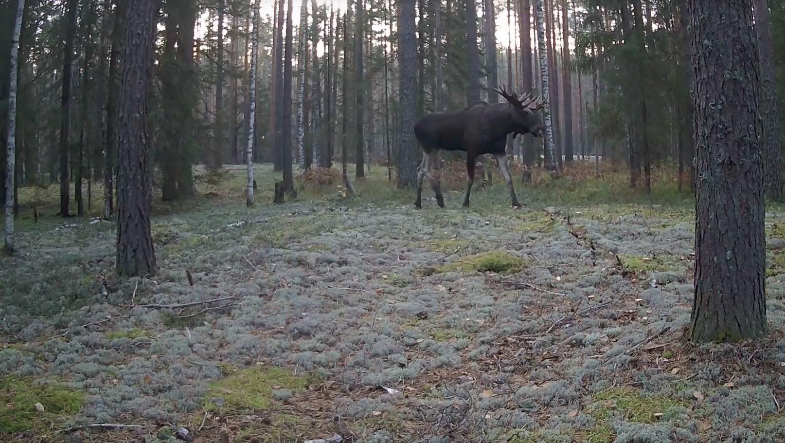 Таёжный аристократ прошёлся на камеры в марийском лесу