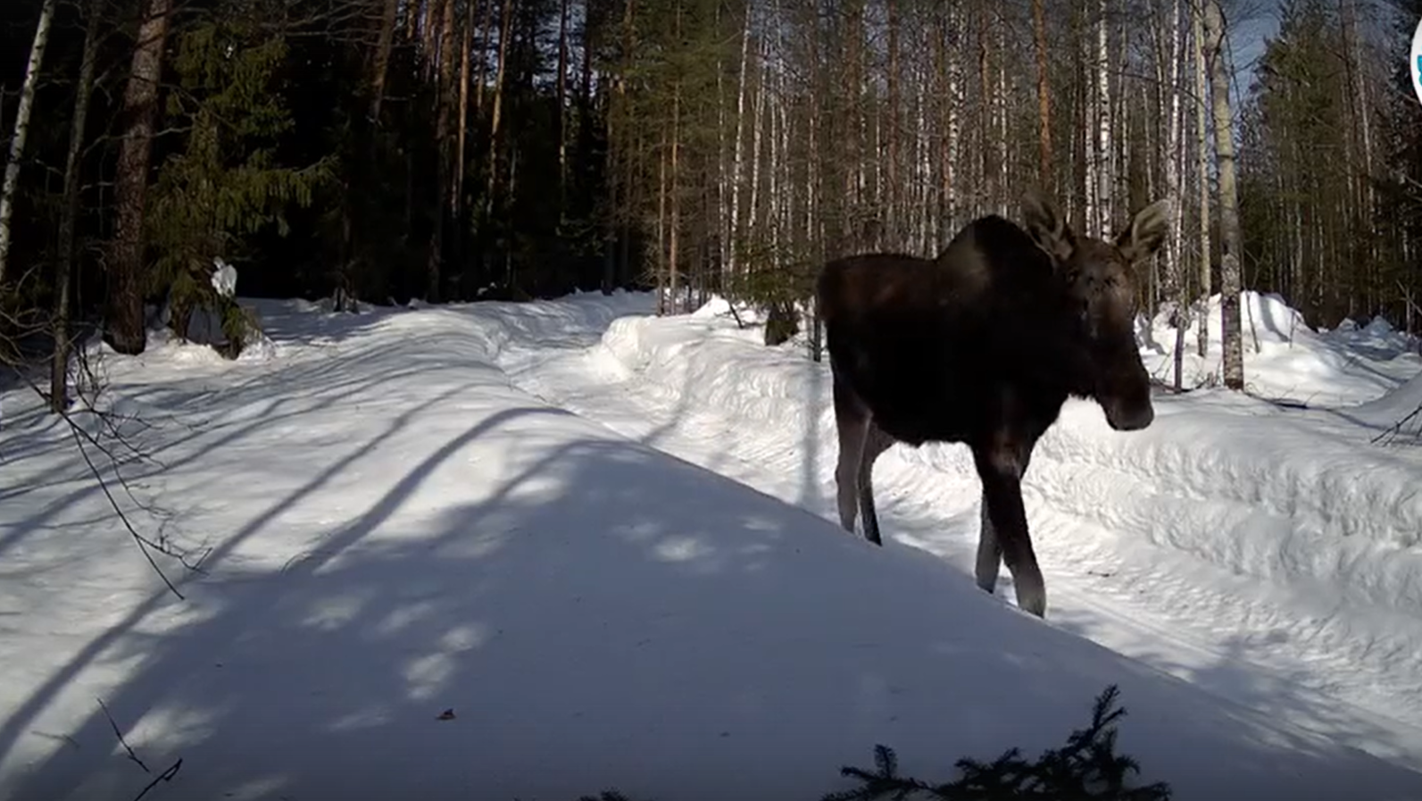 Лось устроил весенний променад под мартовским солнцем в заповеднике