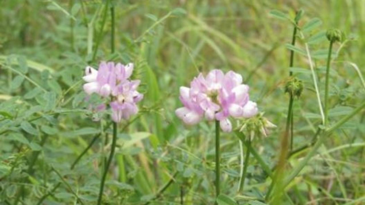 На территории школы в Марий Эл нашли редкое «краснокнижное» растение