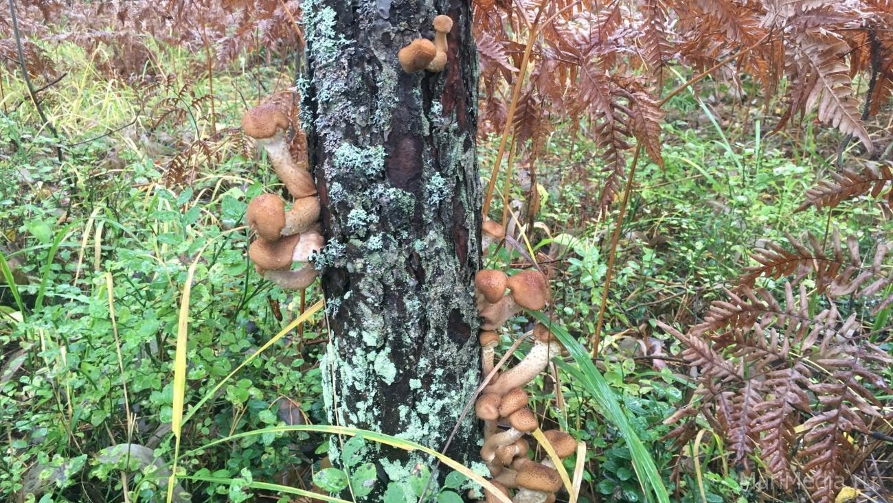 В Марий Эл первый снег обещают в конце октября