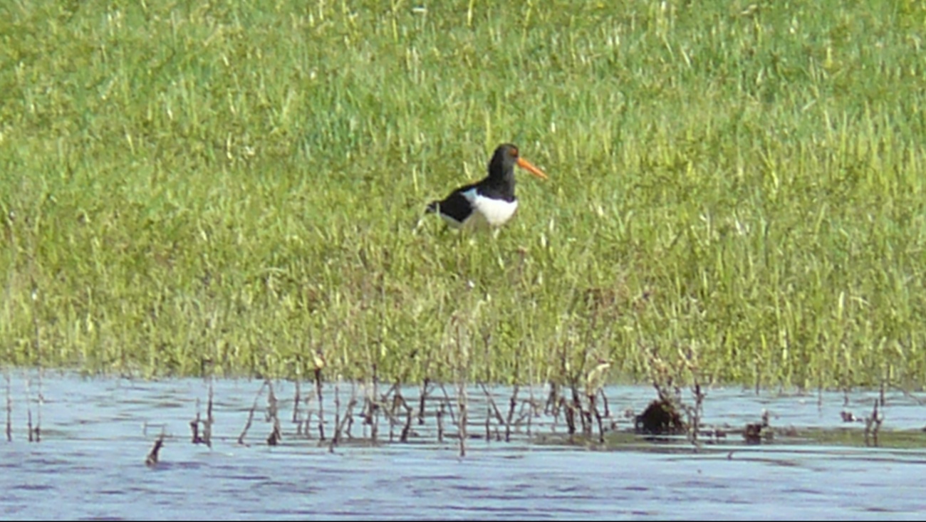 В заповеднике «Большая Кокшага» заметили краснокнижную птицу