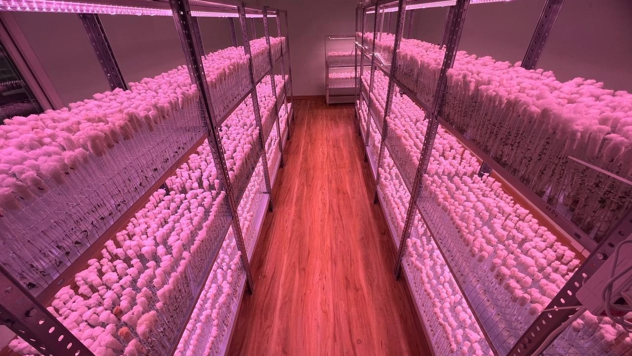 В Марий Эл клонируют картофель