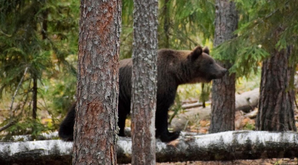 В Марий Эл выросло число охотников, желающих добыть медведя