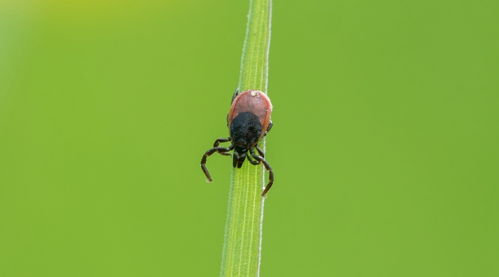Охота на клещей: почему их нельзя заливать маслом