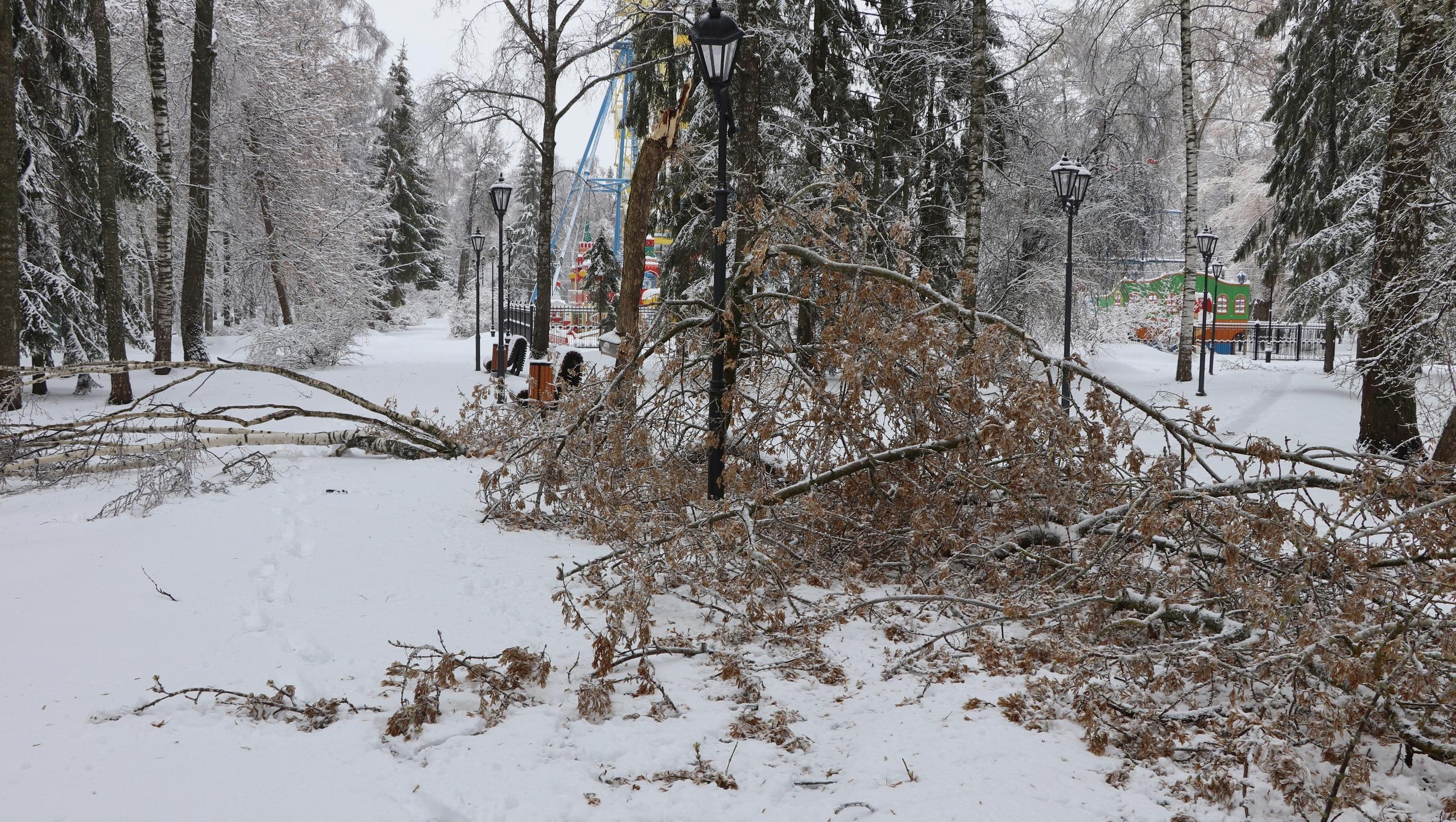 В парке культуры и отдыха в Йошкар-Оле падают деревья