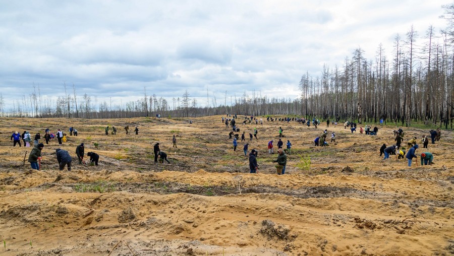 В «Сад памяти» в Марий Эл за пять лет высажено уже более 1 млн деревьев