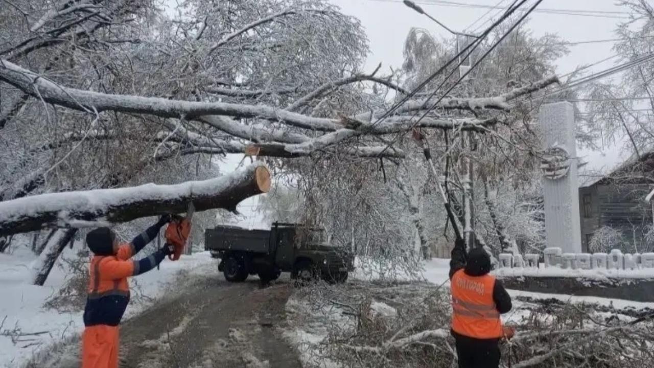 В Йошкар-Оле из-за падения деревьев пострадали несколько автомобилей