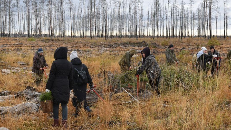 На месте выгоревшего леса в Марий Эл посадили ещё 18 тысяч сосен