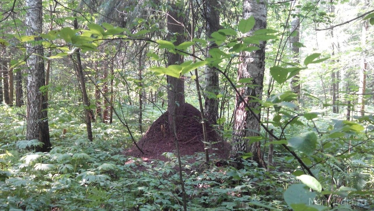 В Марий Эл трое суток не регистрируются лесные пожары