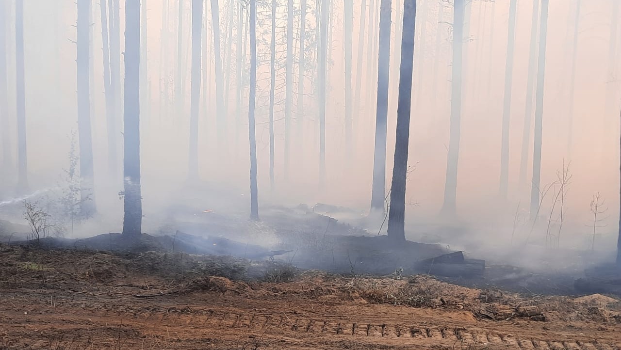 Лесной пожар угрожает перекинуться на посёлок Сосновый бор