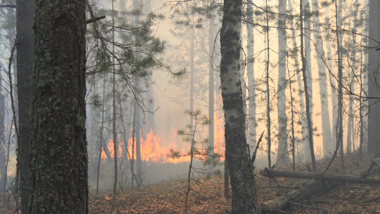 В майские праздники в Марий Эл лес горел дважды