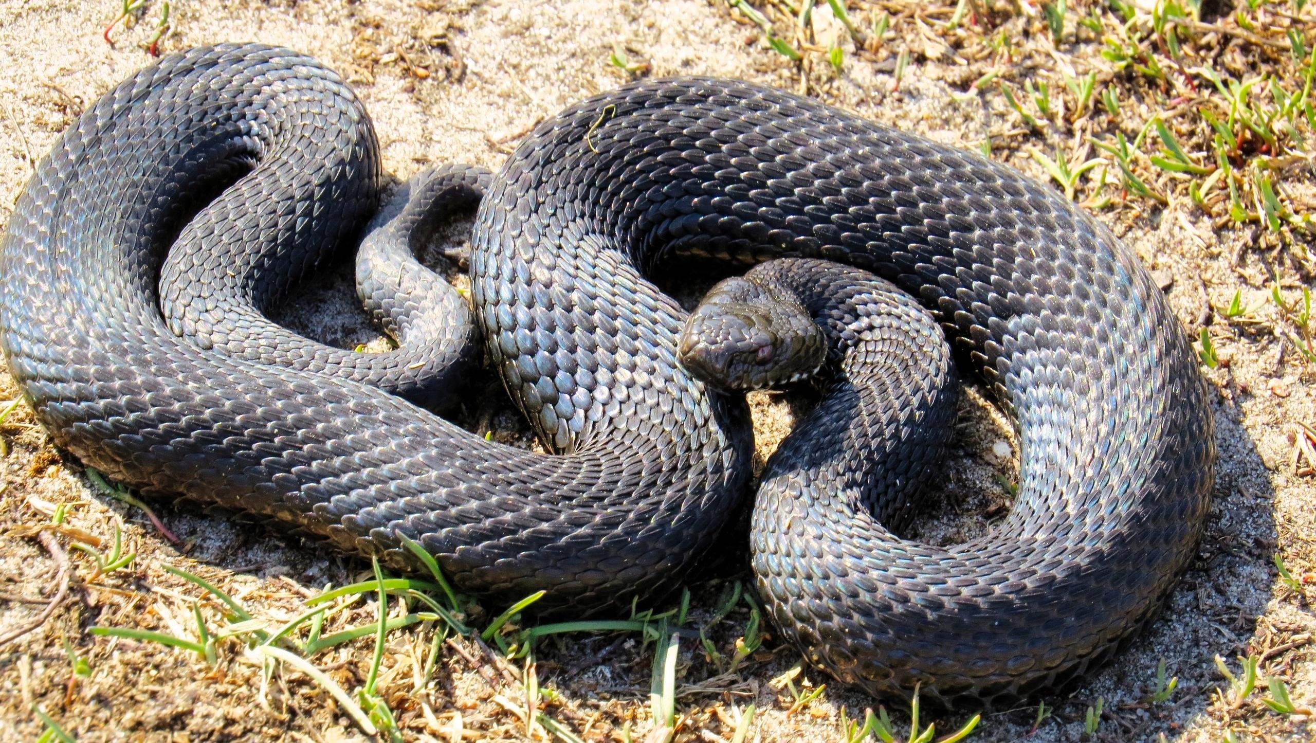 В лесах Марий Эл ползают проснувшиеся змеи