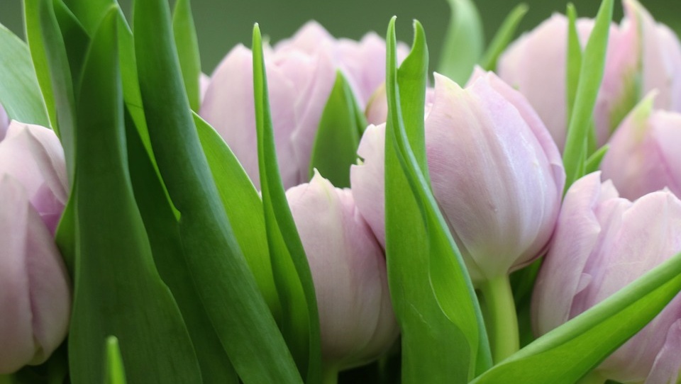 «Роскачество»: как выбрать идеальные цветы к 8 Марта