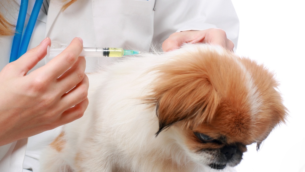 В посёлке Нолька ветеринары привьют домашних питомцев от бешенства