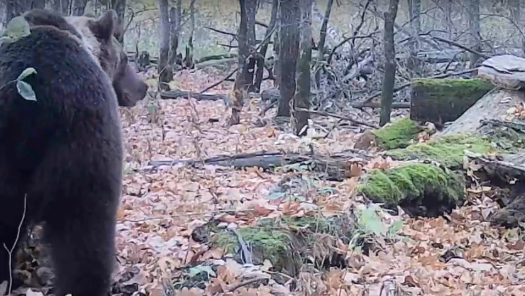 Лесные камеры в Марий Эл засняли большого пугливого медведя