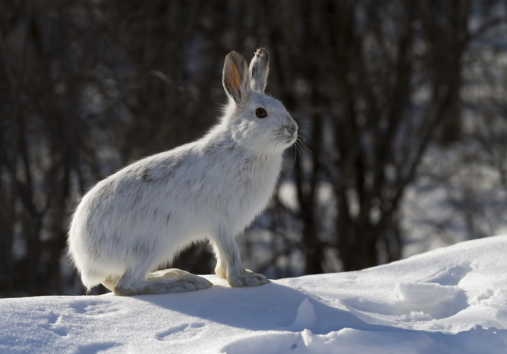 В заповеднике «Большая Кокшага» зайцы ходят на снегоступах