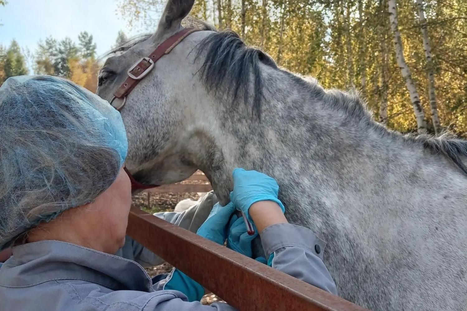 В Марий Эл ветеринары проверяют лошадей на заболевания, передающиеся человеку 
