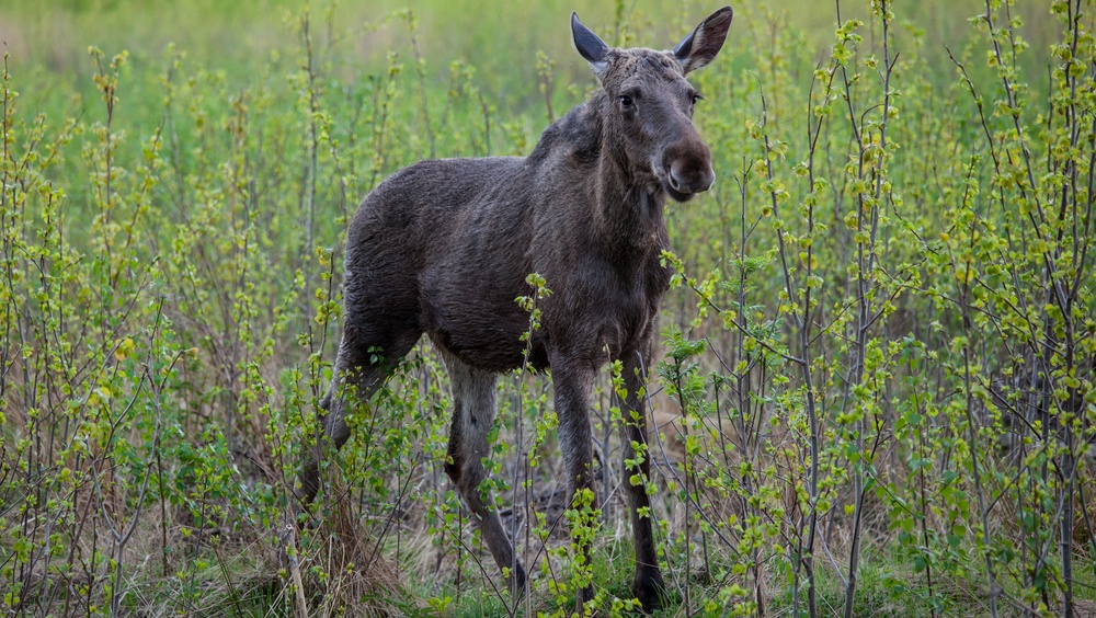 В Марий Эл охотникам разрешили подстрелить 122 лосёнка