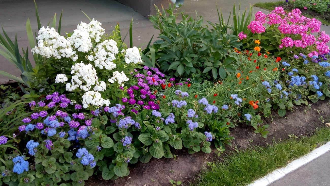 В Йошкар-Оле подвели итоги конкурса цветников «Цветущий город-2019»