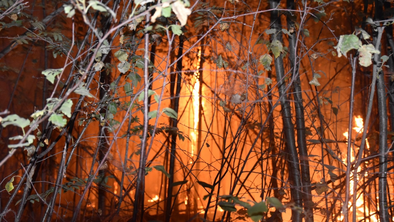 В лесах Марий Эл объявили начало пожароопасного сезона