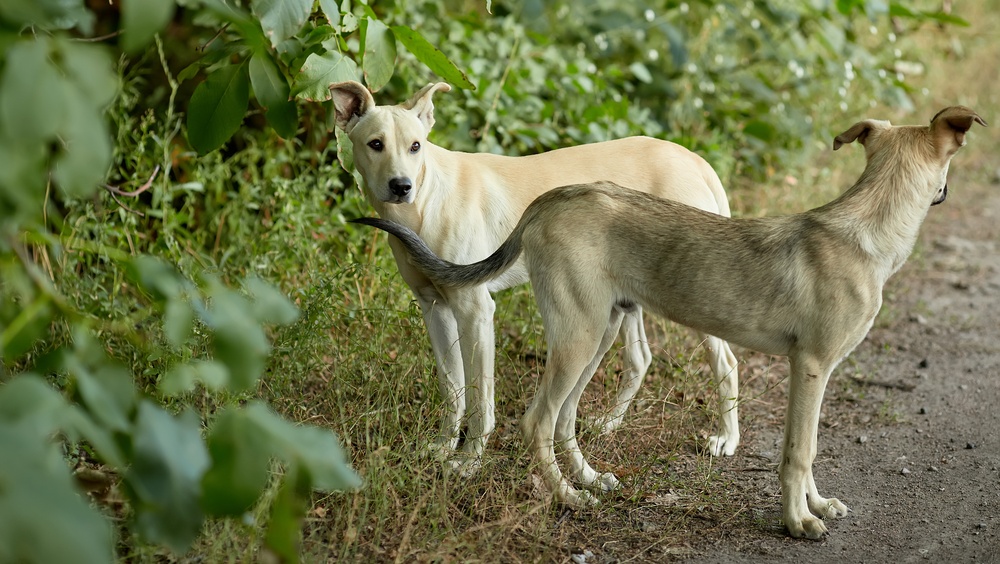 По Суслонгеру бродят стаи собак