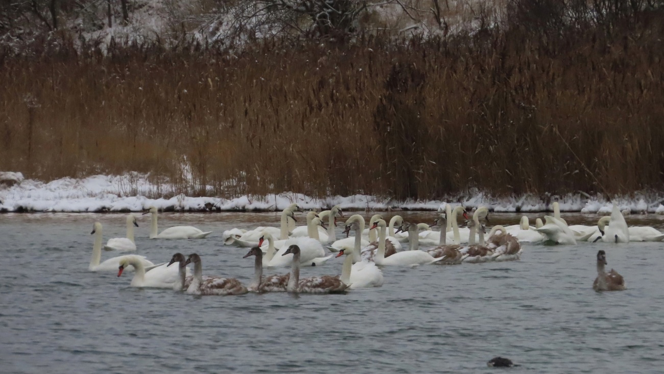 Более 50 лебедей на озере в Марий Эл запечатлел йошкар-олинский фотограф