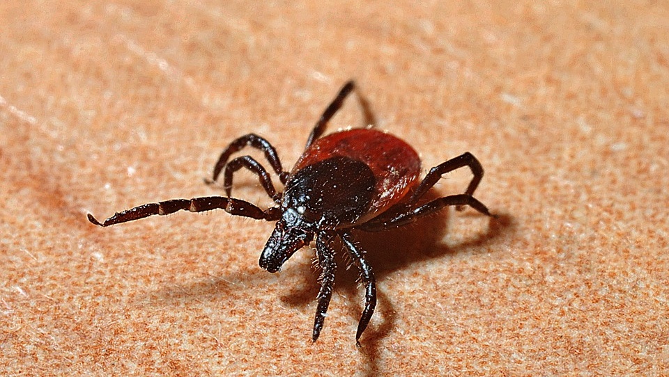 В Марий Эл число жертв клещей приближается к тысяче
