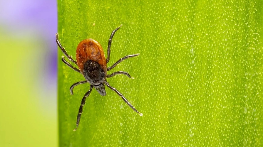 В Марий Эл против клещевого энцефалита привито более тысячи человек