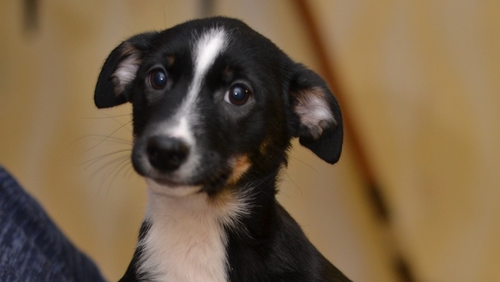 В Йошкар-Оле одним «звёздным» щенком стало меньше