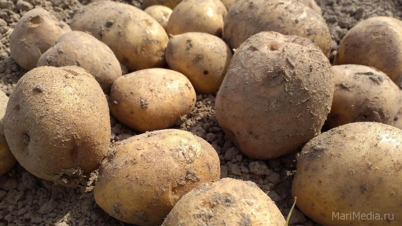 Самарская картошка попала в Государственный реестр селекционных достижений