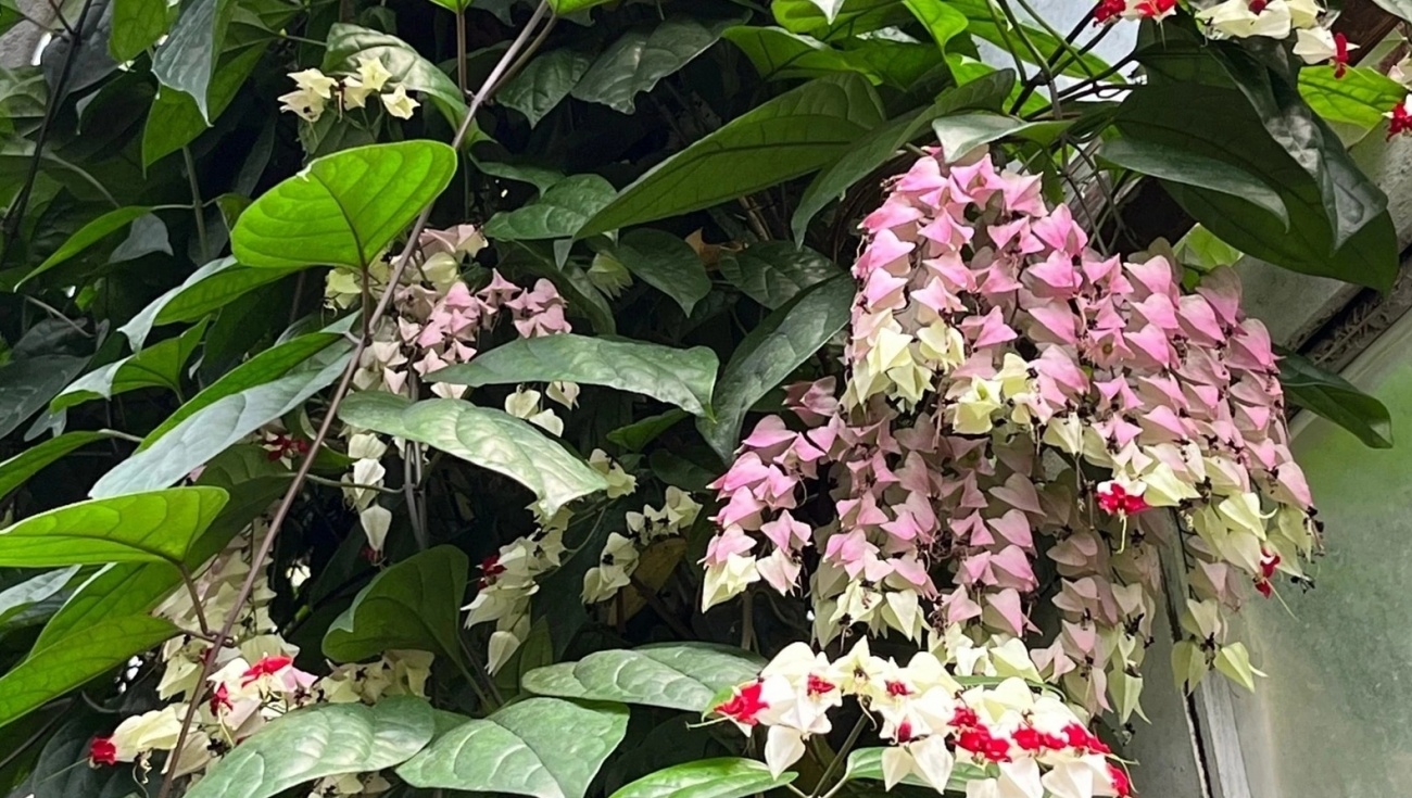 В Ботаническом саду Йошкар-Олы зацвели тропические лианы