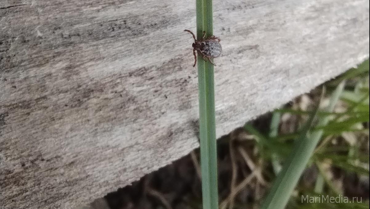 ﻿В Марий Эл более 50 садоводов пострадали от укусов клещей