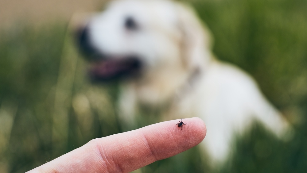 В Марий Эл за неделю от укусов клещей пострадали 8 детей