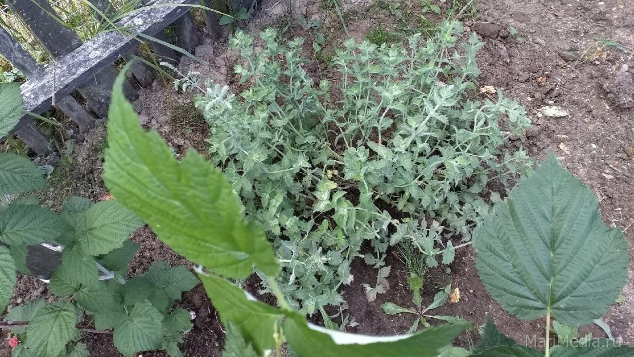 Кому полезны чаи с мятой, чабрецом и мелиссой