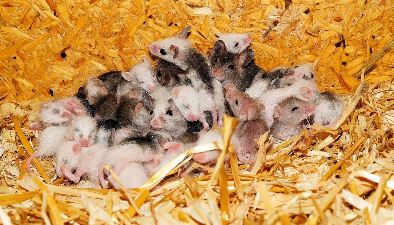 Жители Марий Эл стали меньше болеть «мышиной лихорадкой»