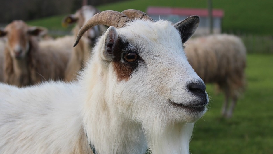 По сравнению с прошлым годом поголовье овец и коз в Марий Эл выросло на 41%