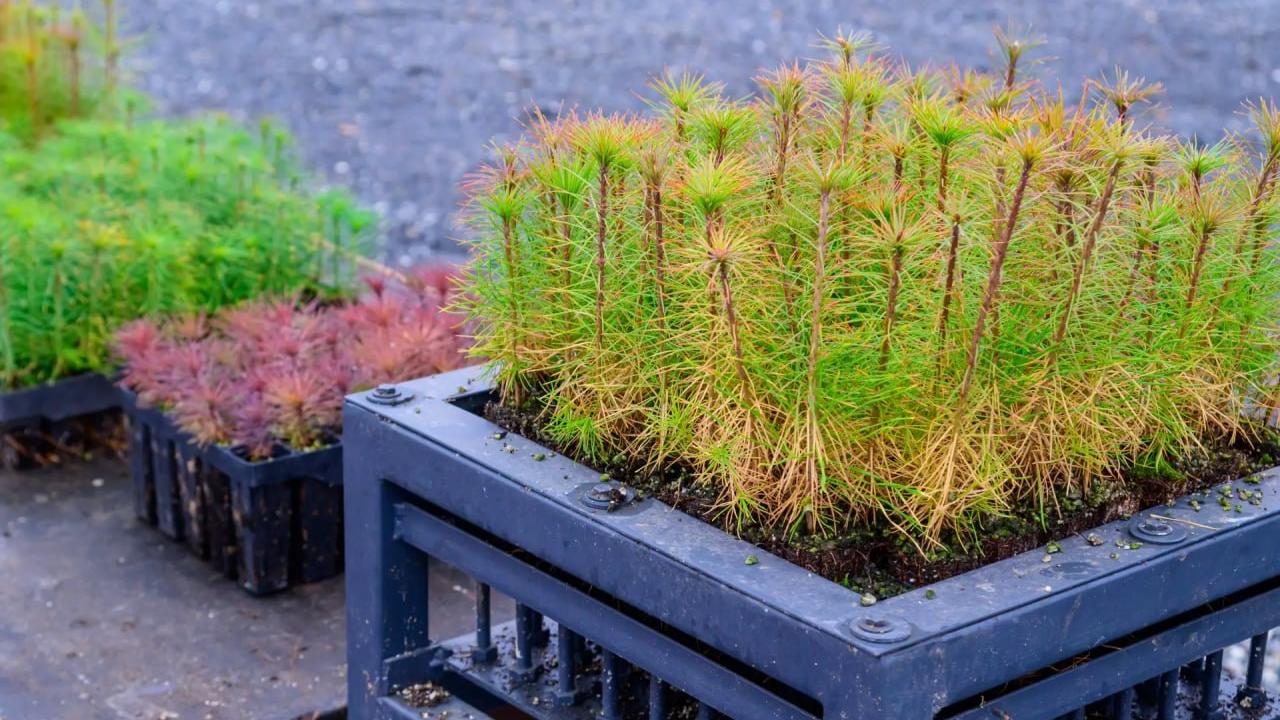 Марий Эл передаст 5 миллионов сеянцев сосны в соседние регионы