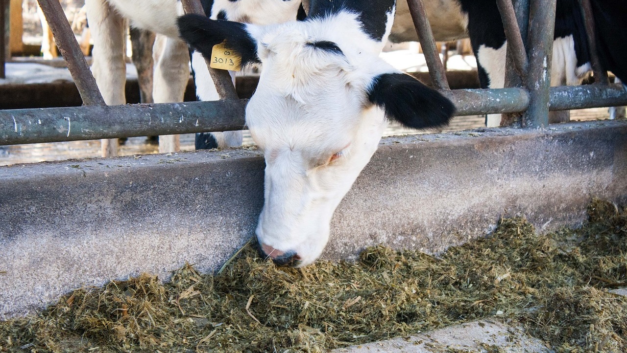 В России планируют перерабатывать органический мусор в корм для животных