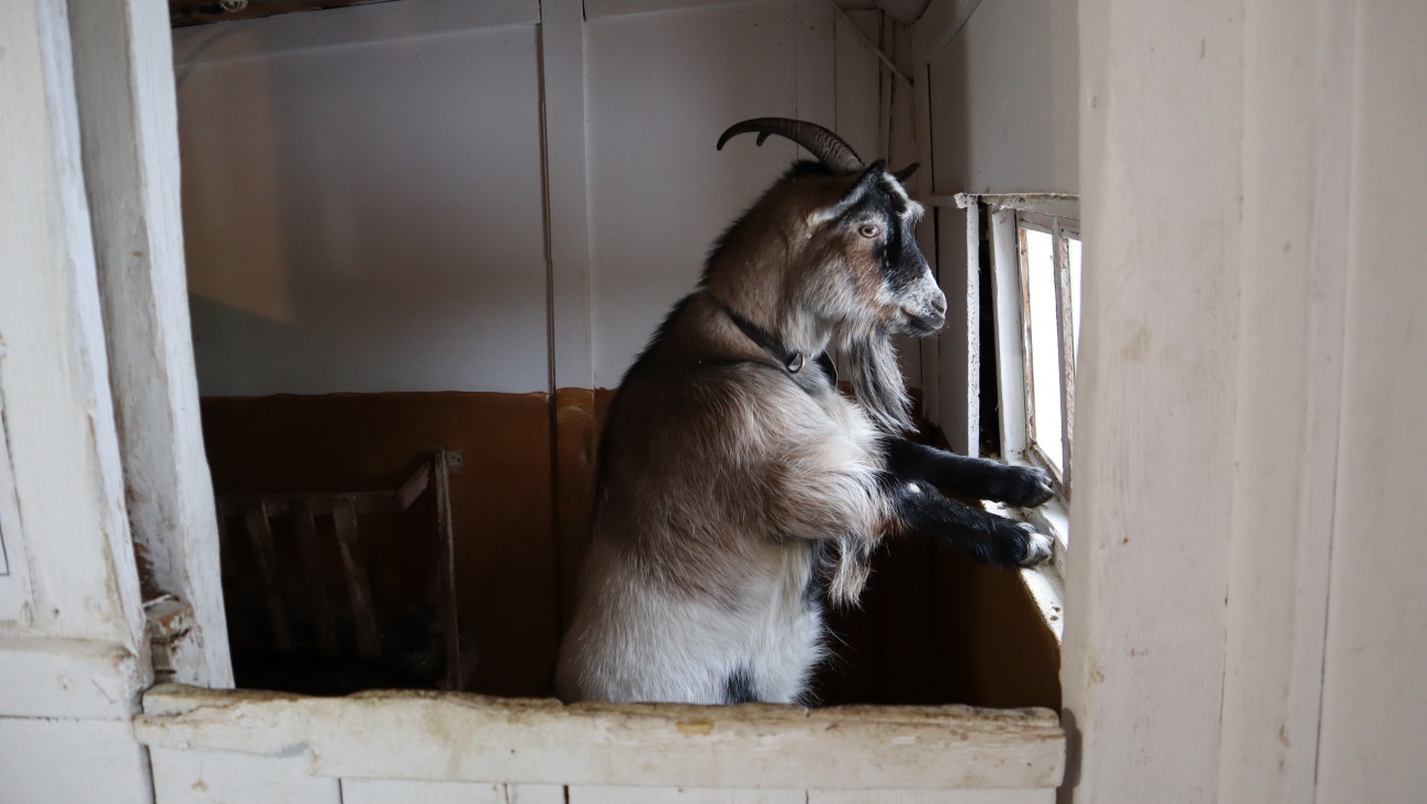 Участники акции #МыВместе передали Медведевскому зоопарку «продуктовые наборы»