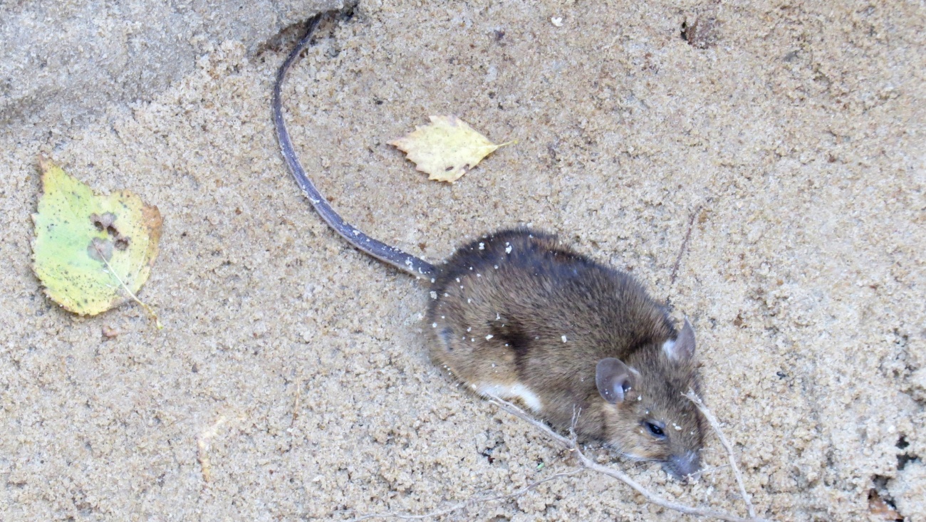 В Марий Эл 12 человек заразились ГЛПС за неделю