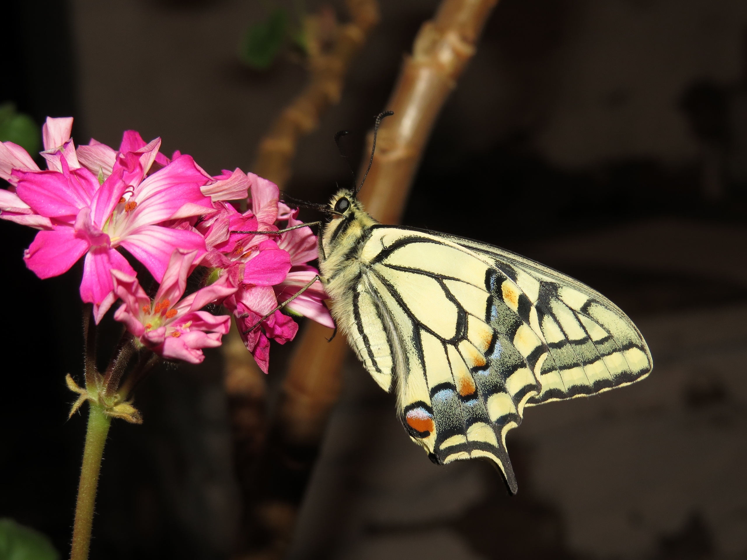 Заповедник «Большая Кокшага» подкинул интересную идею Ботаническому саду Йошкар-Олы