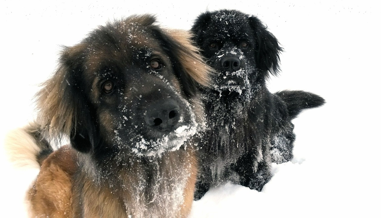 Нужна ли собакам зимняя одежда и обувь
