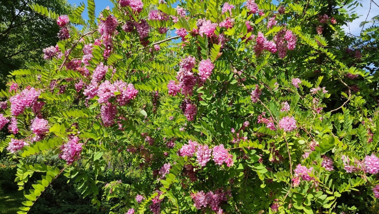 В Ботаническом саду зацвела удивительная для нашего региона розовая акация