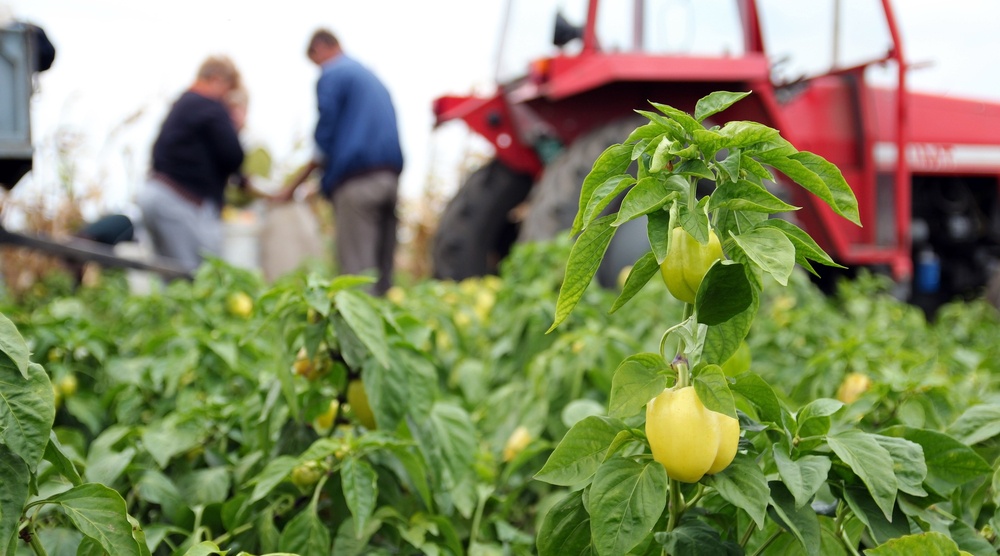 Марий Эл готовится к первой сельскохозяйственной микропереписи