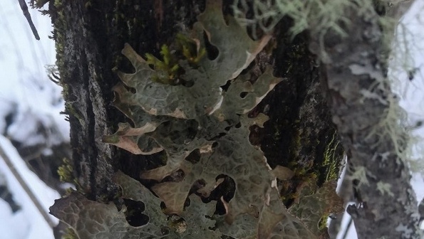 В лесах Марий Эл произрастает редкий лишайник, поднимающийся на высоту до 8 метров